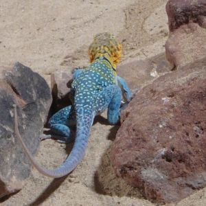 Western collared lizard
