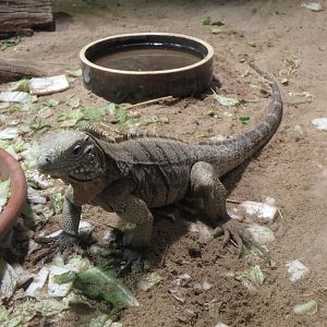 Cuban rock iguana
