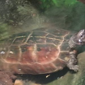 Spiny turtle
