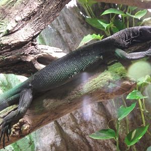 Black tree monitor