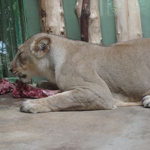 Asiatic lioness