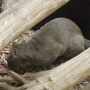 Jaguarundi