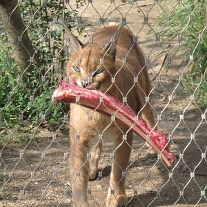 Caracal