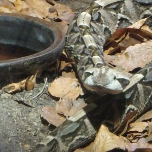 Gaboon viper