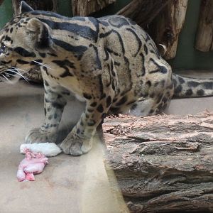 Clouded leopard