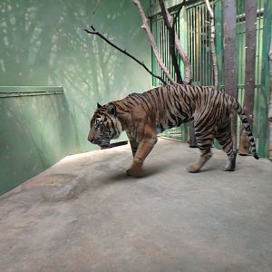 Malaysian tiger