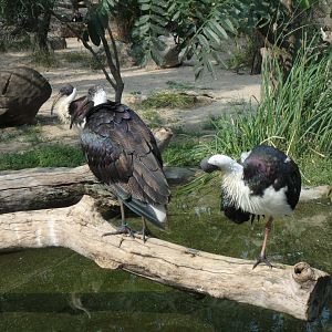 Straw-necked ibises