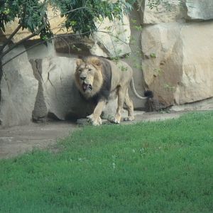 Asiatic lion