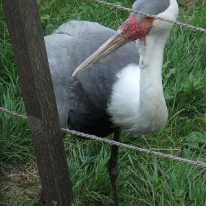 Wattled crane