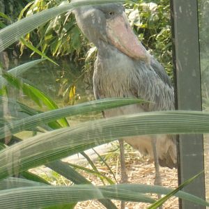 Shoebill