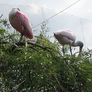 Roseate spoonbill