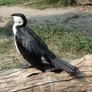 Little pied cormorant