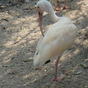 American white ibis