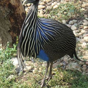Vulturine guineafowl