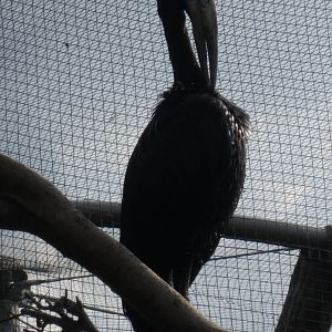African open-billed stork