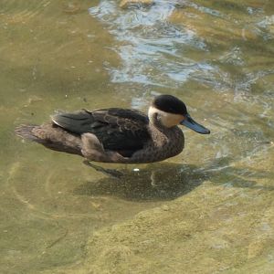 Hottentot teal