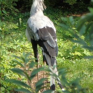 Secretary bird