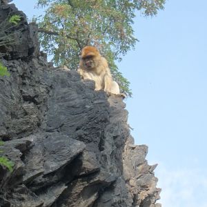 Barbary macaque