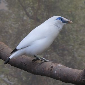 Bali Starling
