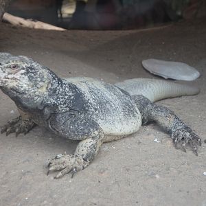 Common chuckwalla
