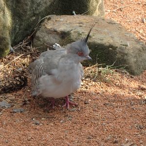 Crested bronzewing pigeon