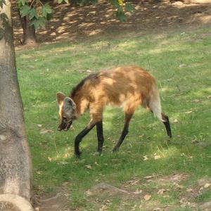 Maned wolf