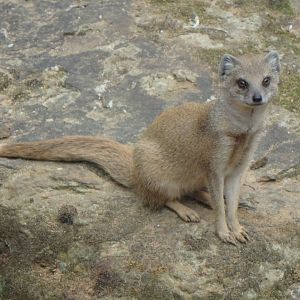 Yellow Mongoose