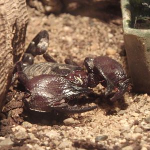 Tanzanian red-clawed scorpion