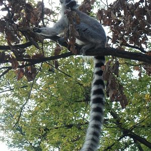 Ring-tailed lemur