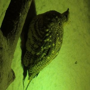 Chestnut-bellied sandgrouse