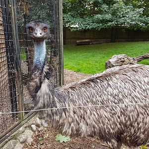 battersea park children zoo - emu