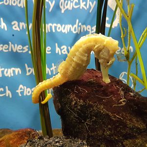 SEA LIFE Loch Lomond - seahorse