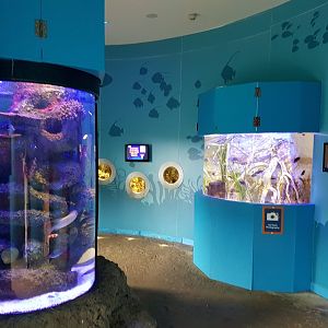 SEA LIFE Loch Lomond