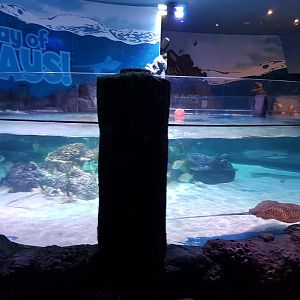 SEA LIFE Loch Lomond - bays of rays