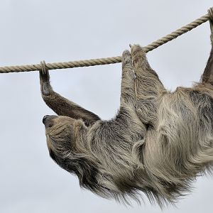 Sloth on a rope