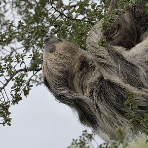 Sloth in a tree