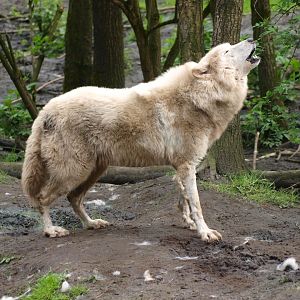 Howling Hudson Bay Wolf (Canis lupus hudsonicus)