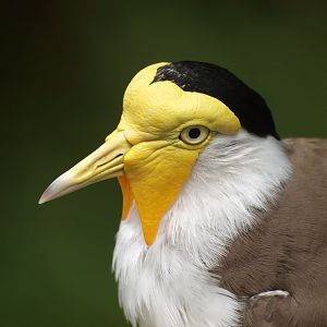 Masked lapwing (Vanellus miles miles)