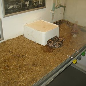 Terrariet Vissenbjerg - The venom lab - Gaboon viper exhibit