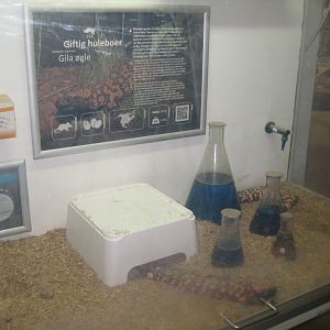 Terrariet Vissenbjerg - The venom lab - Gila monster exhibit