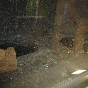 Terrariet Vissenbjerg - Reticulated python exhibit
