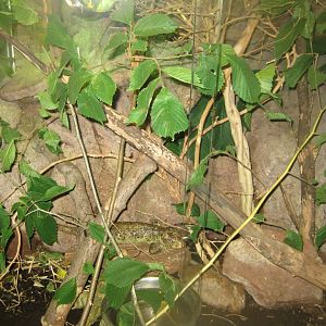 Terrariet Vissenbjerg - Prehensile-tailed skink exhibit