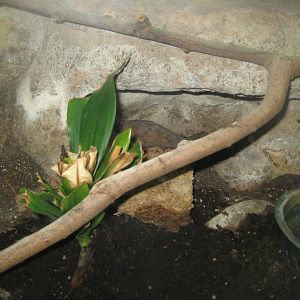 Terrariet Vissenbjerg - Leaf turtle exhibit