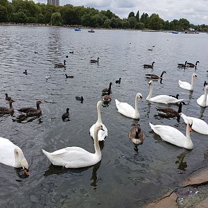 swans, ducks and gooses in lake of hyde park