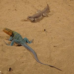 Western collared lizard and desert iguana