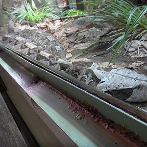 Gaboon viper