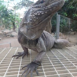 Cuban rock iguana