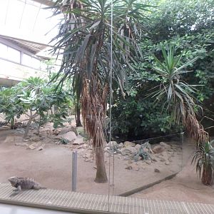 Cyclura enclosures