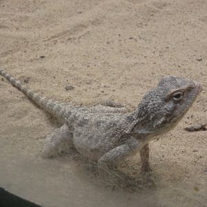Steppe Agama
