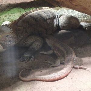 Cuban rock iguana and Hispaniolan curly-tailed lizard